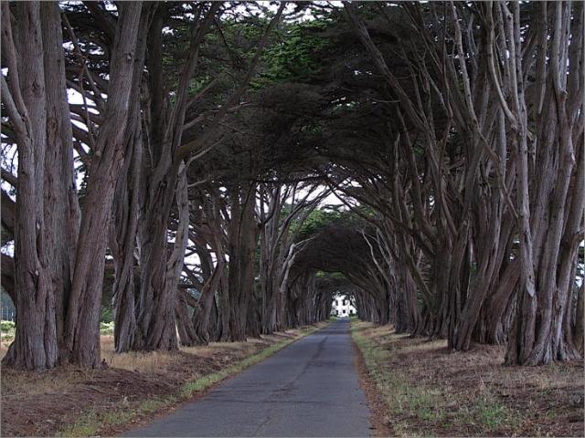 sm Pt. Reyes.RCA (01).jpg - Monterey Cypress make for a grand entry to the RCA radio station grounds